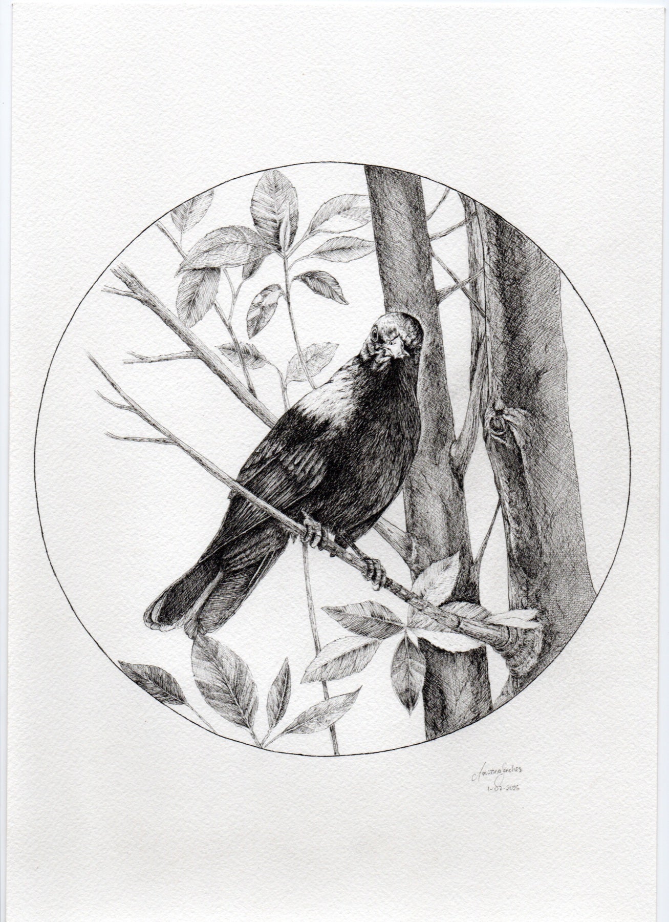 The Quiet Watcher — original ink drawing by Agus Sánchez